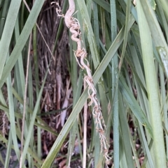 Lomandra longifolia at Karabar, NSW - 3 Aug 2022