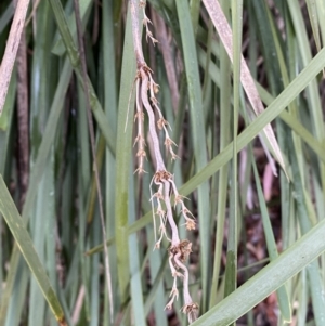 Lomandra longifolia at Karabar, NSW - 3 Aug 2022