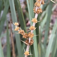 Lomandra longifolia at Karabar, NSW - 3 Aug 2022