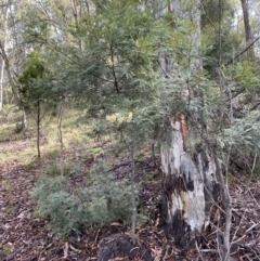 Acacia decurrens (Green Wattle) at Mount Jerrabomberra - 3 Aug 2022 by Steve_Bok