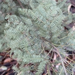 Acacia decurrens at Karabar, NSW - 3 Aug 2022