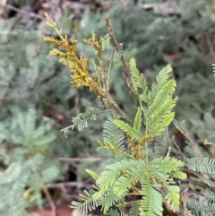 Acacia decurrens at Karabar, NSW - 3 Aug 2022