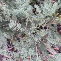 Acacia decurrens at Karabar, NSW - 3 Aug 2022