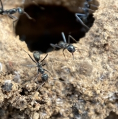 Iridomyrmex sp. (genus) (Ant) at QPRC LGA - 3 Aug 2022 by Steve_Bok