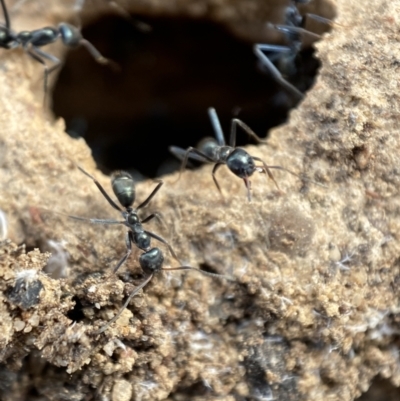 Iridomyrmex sp. (genus) (Ant) at Karabar, NSW - 3 Aug 2022 by SteveBorkowskis