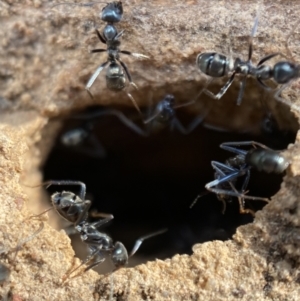 Iridomyrmex sp. (genus) at Karabar, NSW - 3 Aug 2022