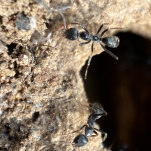 Iridomyrmex sp. (genus) at Karabar, NSW - 3 Aug 2022 02:21 PM