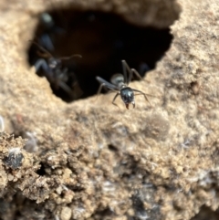 Iridomyrmex sp. (genus) at Karabar, NSW - 3 Aug 2022