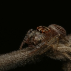 Opisthoncus sp. (genus) (Opisthoncus jumping spider) at Yass, NSW - 3 Aug 2022 by amiessmacro
