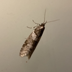 Lepidoscia heliochares (Lepidoscia heliochares) at Jerrabomberra, NSW - 3 Aug 2022 by SteveBorkowskis