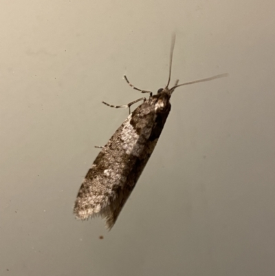 Lepidoscia heliochares (Lepidoscia heliochares) at Jerrabomberra, NSW - 3 Aug 2022 by Steve_Bok