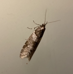 Unidentified Case moth (Psychidae) (TBC) at Jerrabomberra, NSW - 3 Aug 2022 by Steve_Bok