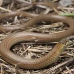 Delma vescolineata at Muswellbrook, NSW - 3 Aug 2022 by BrianHerps