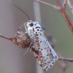 Utetheisa (genus) (A tiger moth) at Conder, ACT - 10 Oct 2015 by MichaelBedingfield