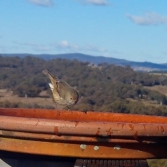 Acanthiza pusilla (Brown Thornbill) at Rugosa - 2 Aug 2022 by SenexRugosus