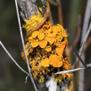 Teloschistes sp. (genus) at Tennent, ACT - 2 Aug 2022 10:44 AM