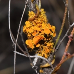 Teloschistes sp. (genus) at Tennent, ACT - 2 Aug 2022