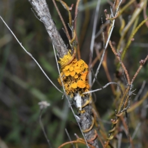 Teloschistes sp. (genus) at Tennent, ACT - 2 Aug 2022