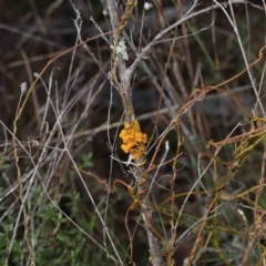 Teloschistes sp. (genus) at Tennent, ACT - 2 Aug 2022 10:44 AM