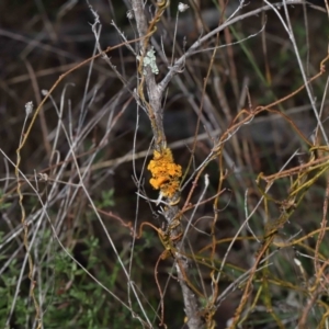 Teloschistes sp. (genus) at Tennent, ACT - 2 Aug 2022 10:44 AM