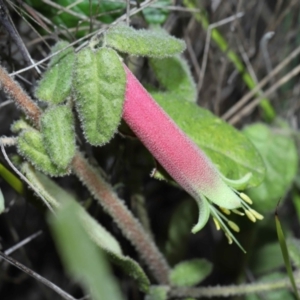 Correa reflexa at Tennent, ACT - 2 Aug 2022