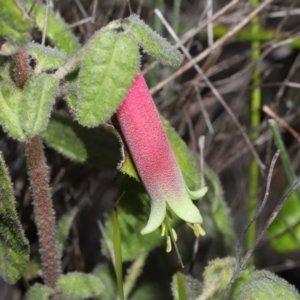 Correa reflexa at Tennent, ACT - 2 Aug 2022