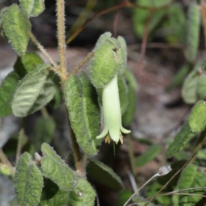 Correa reflexa at Tennent, ACT - 2 Aug 2022