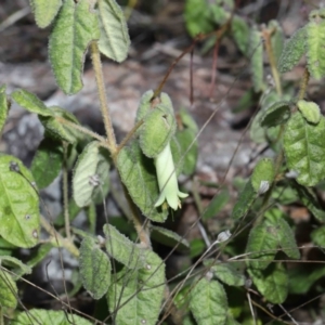 Correa reflexa at Tennent, ACT - 2 Aug 2022