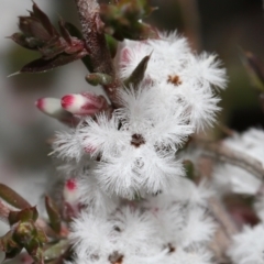 Leucopogon attenuatus (Small leaved beard heath) at Tennent, ACT - 2 Aug 2022 by TimL