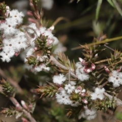 Styphelia attenuata at Tennent, ACT - 2 Aug 2022