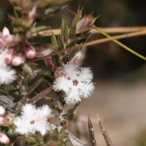 Styphelia attenuata at Tennent, ACT - 2 Aug 2022