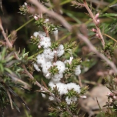 Styphelia attenuata at Tennent, ACT - 2 Aug 2022 12:58 PM