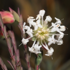 Pimelea linifolia at Tennent, ACT - 2 Aug 2022 01:16 PM