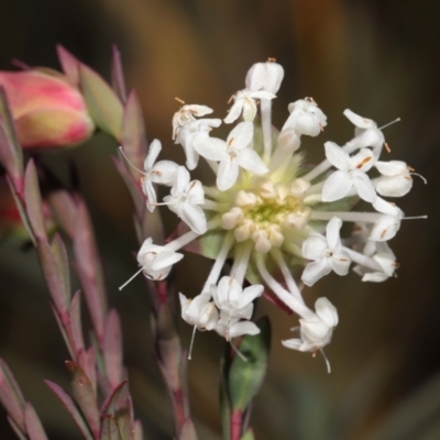 Pimelea linifolia (Slender Rice Flower) at Namadgi National Park - 2 Aug 2022 by TimL