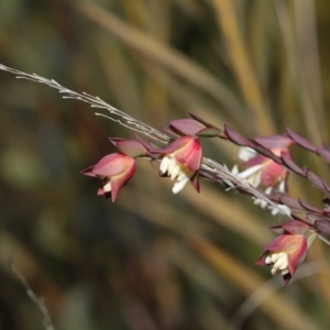 Pimelea linifolia at Tennent, ACT - 2 Aug 2022 01:16 PM