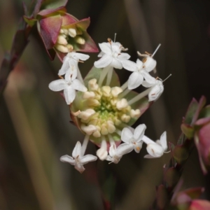 Pimelea linifolia at Tennent, ACT - 2 Aug 2022
