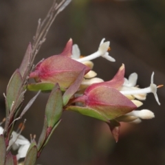 Pimelea linifolia at Tennent, ACT - 2 Aug 2022 01:16 PM