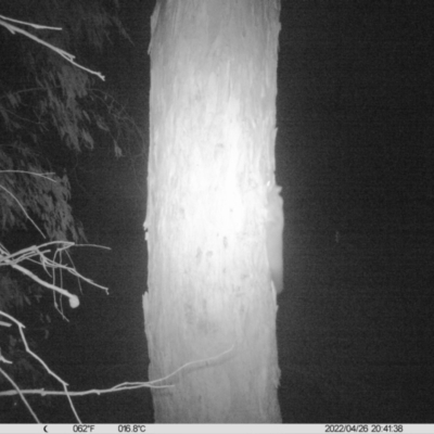 Petaurus norfolcensis (Squirrel Glider) at Monitoring Site 003 - Remnant - 26 Apr 2022 by ChrisAllen