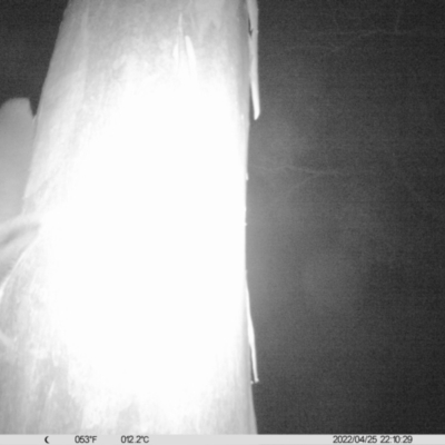 Petaurus norfolcensis (Squirrel Glider) at Monitoring Site 007 - Riparian - 25 Apr 2022 by ChrisAllen