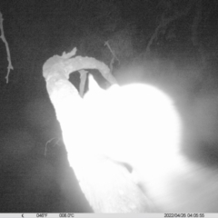 Trichosurus vulpecula (Common Brushtail Possum) at Monitoring Site 008 - Riparian - 25 Apr 2022 by ChrisAllen