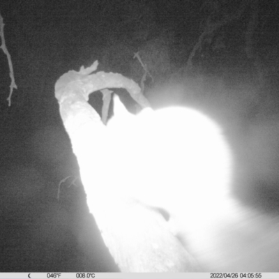 Trichosurus vulpecula (Common Brushtail Possum) at Thurgoona, NSW - 26 Apr 2022 by ChrisAllen