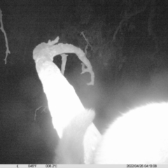 Trichosurus vulpecula at Thurgoona, NSW - 26 Apr 2022 04:20 AM