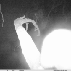 Trichosurus vulpecula at Thurgoona, NSW - 26 Apr 2022 04:20 AM