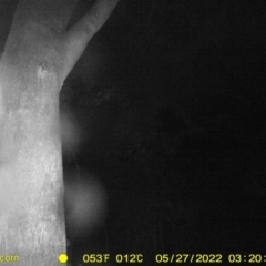 Petaurus norfolcensis (Squirrel Glider) at Red Light Hill Reserve - 26 May 2022 by ChrisAllen