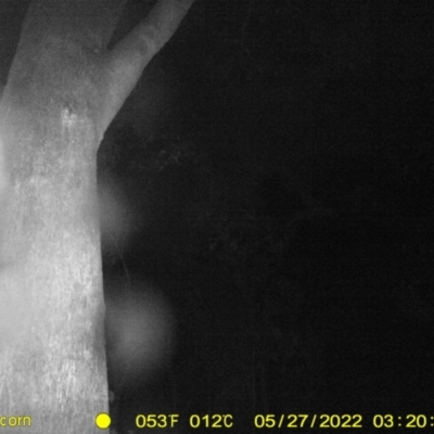 Petaurus norfolcensis (Squirrel Glider) at Monitoring Site 031 - Remnant - 26 May 2022 by ChrisAllen