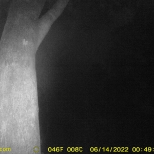 Petaurus norfolcensis at Springdale Heights, NSW - 14 Jun 2022 12:49 AM