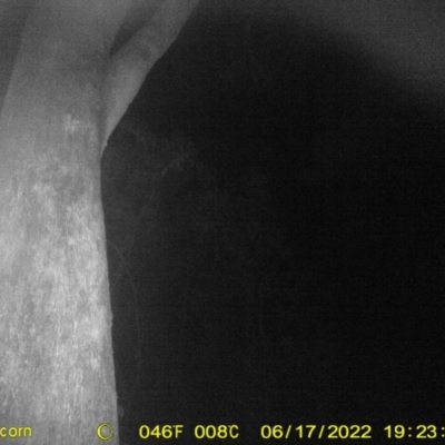Petaurus norfolcensis (Squirrel Glider) at Springdale Heights, NSW - 17 Jun 2022 by ChrisAllen