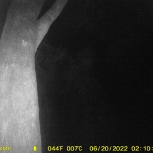 Petaurus norfolcensis at Springdale Heights, NSW - 20 Jun 2022 02:10 AM