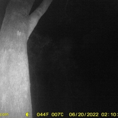 Petaurus norfolcensis (Squirrel Glider) at Monitoring Site 031 - Remnant - 19 Jun 2022 by ChrisAllen