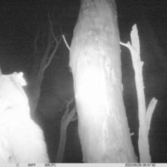 Petaurus norfolcensis (Squirrel Glider) at Thurgoona, NSW - 28 May 2022 by ChrisAllen